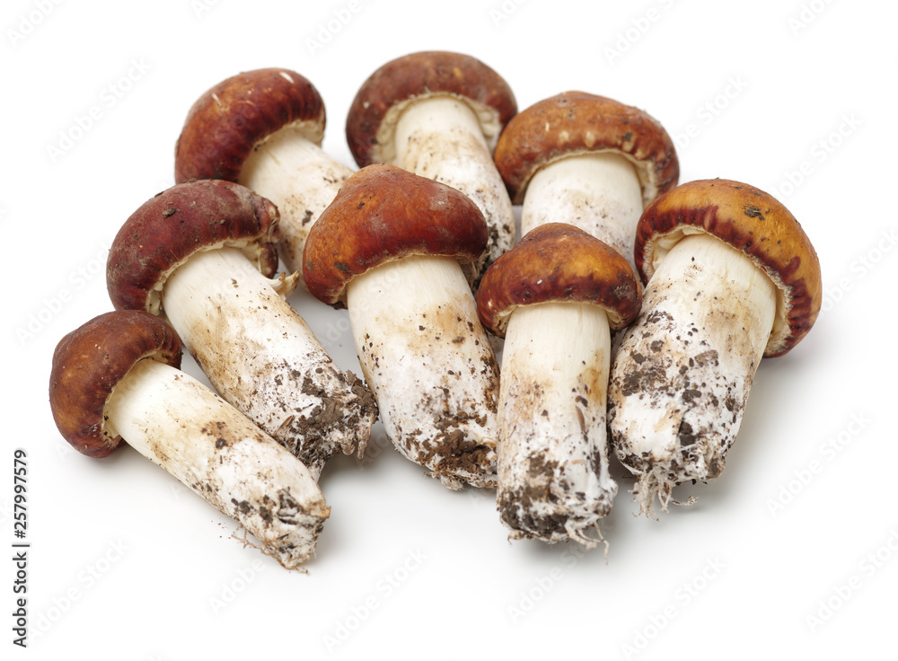 Tricholoma matsutake on white background Tricholoma matsutake on white background