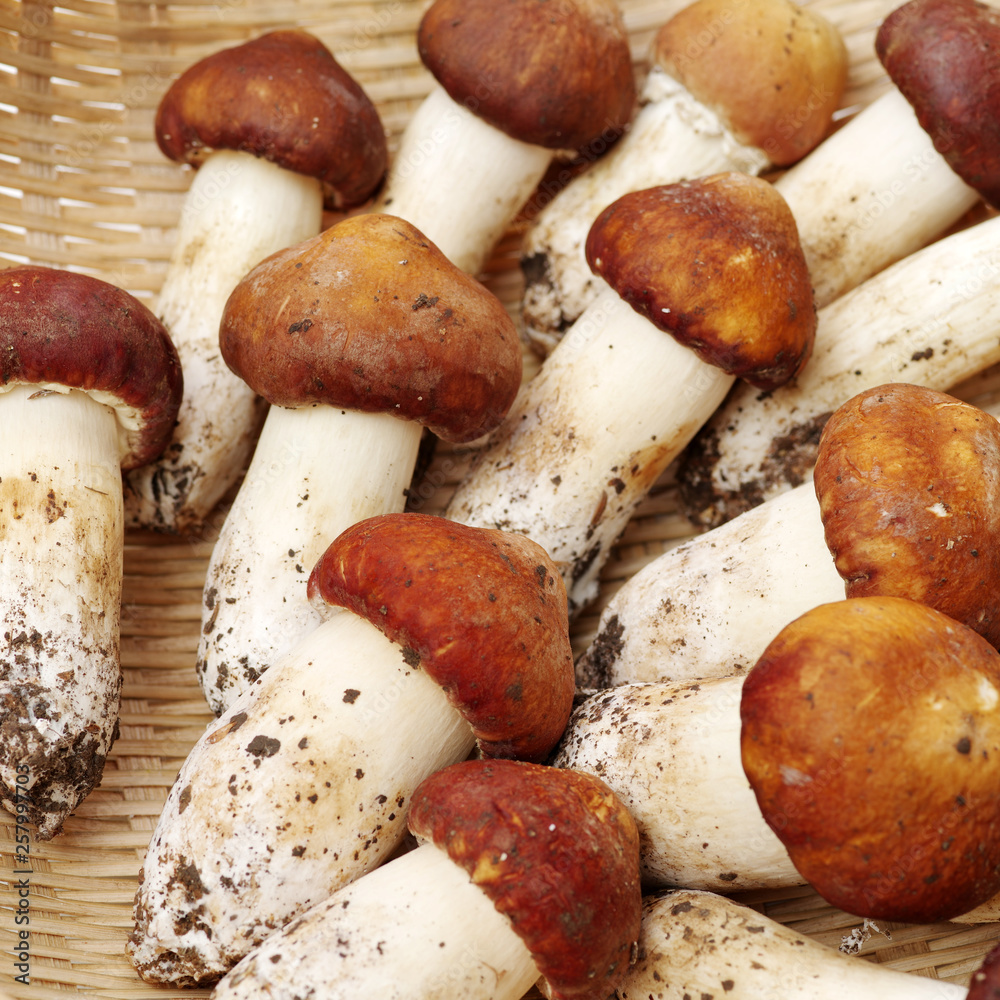 Tricholoma matsutake background Tricholoma matsutake background