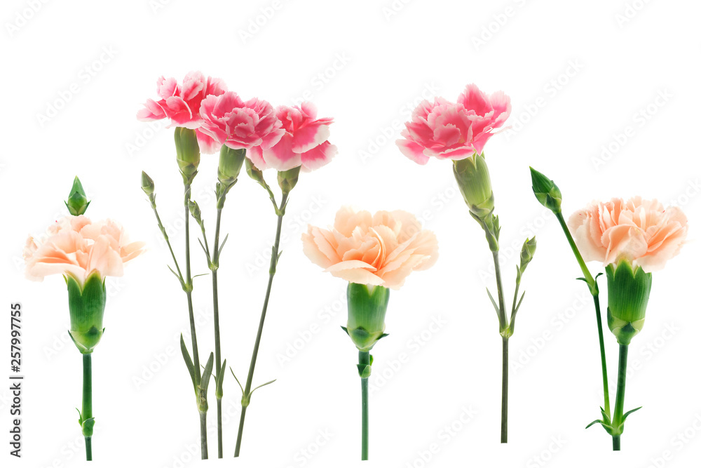 Obraz premium pink carnations on a white background