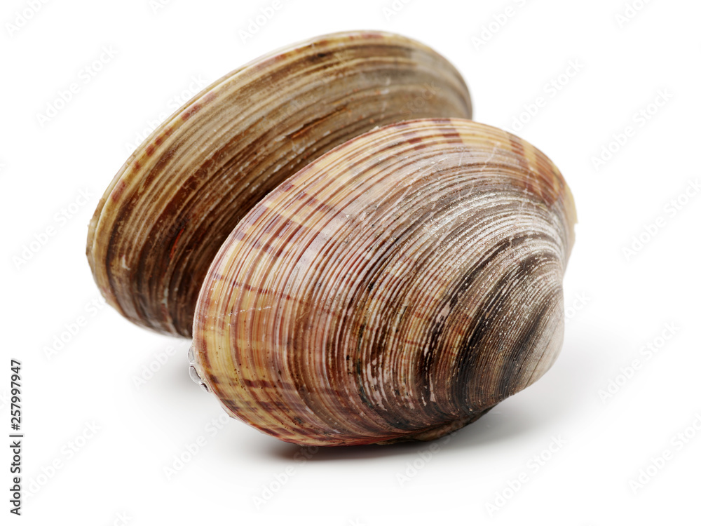 Stacked fresh raw clams on white background Stacked fresh raw clams on white background