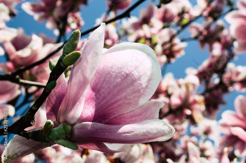 Closeup of flowers from a tree in the streets of Voorburg in Netherlands photo