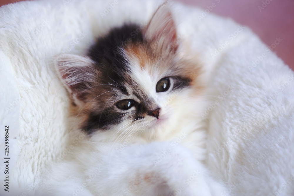 Fototapeta premium 子猫