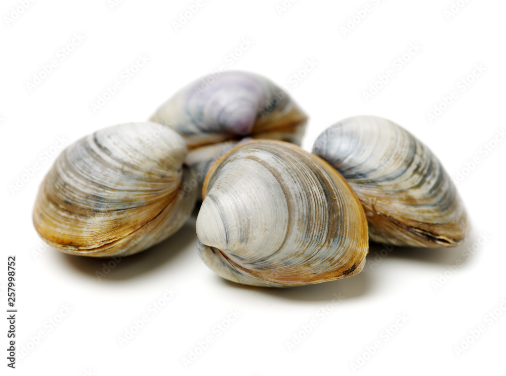 Stacked fresh raw clams on white background Stacked fresh raw clams on white background