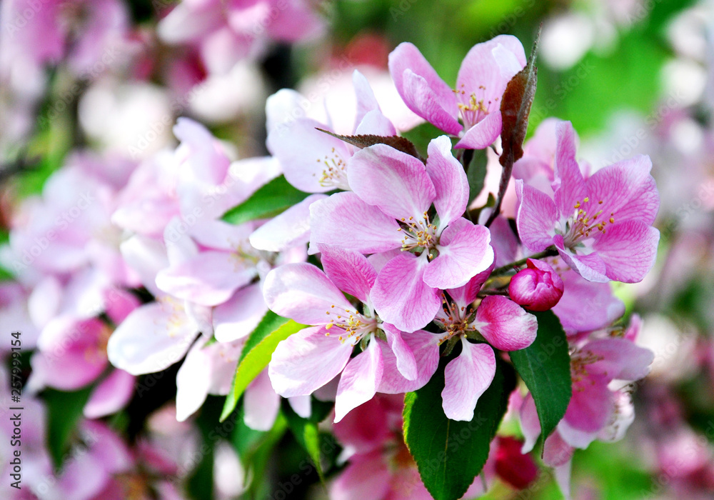 Spring blossom: beautiful flowers on the apple tree in garden. Pink flowers. Spring blossom: beautiful flowers on the apple tree in garden. Pink flowers.