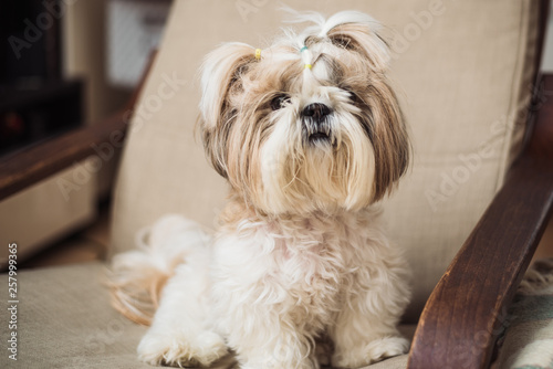 a cute little dog shi tzu sits indoors on a chair. funny puppy shih tsu is at home