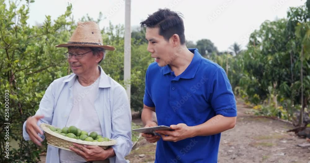 Senior farmers take businessmen to visit his lemon farm. People with SME, Business and Farmer Concept. 4k Resolution. Senior farmers take businessmen to visit his lemon farm. People with SME, Business and Farmer Concept. 4k Resolution.