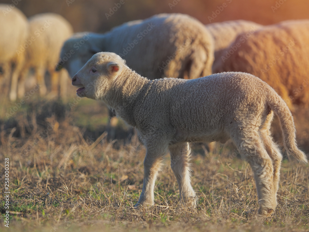 Cute little lambs on fresh spring green meadow during sunset Cute little lambs on fresh spring green meadow during sunset