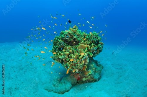 School of Longspine Anthias, Lyretail Anthias (Pseudanthias squamipinnis) with a Mushroom Leather Coral (Sarcophyton trocheliophorum), Red Sea, Egypt, Africa photo