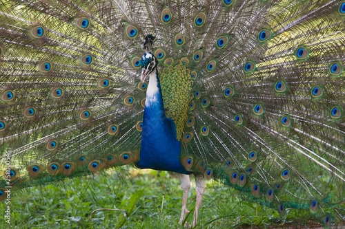 Indian or blue peafowl (Pavo cristatus mut. Pied), mutation, spreading feathers, captive