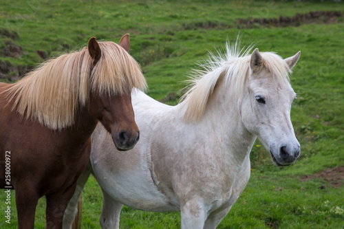 Portrait of two horses white and brown