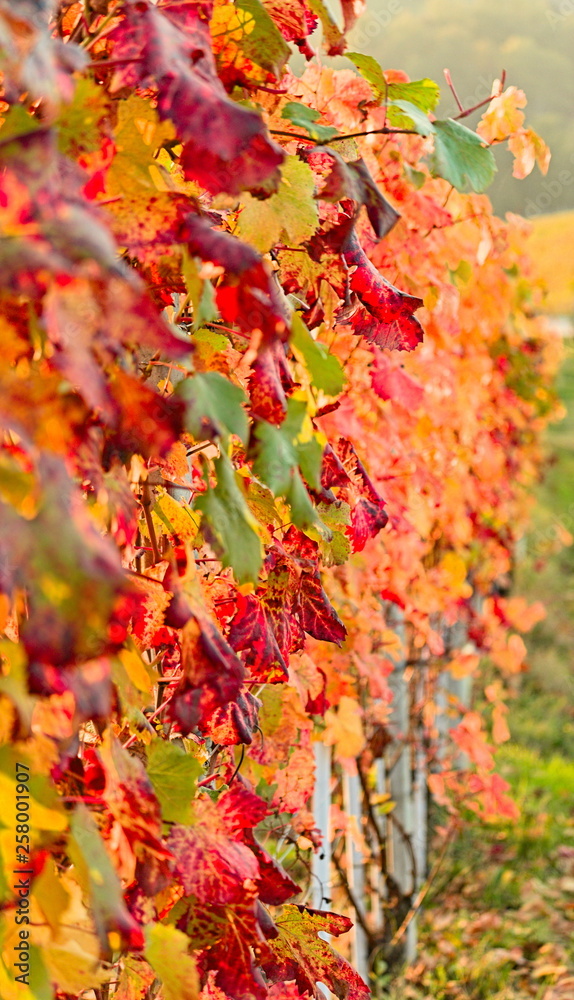 Vine leaves turn yellow and red in autumn in the Langhe area vineyards, Piedmont, Italy Vine leaves turn yellow and red in autumn in the Langhe area vineyards, Piedmont, Italy
