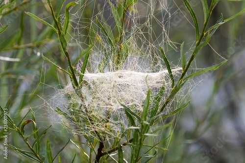 Web of Sheet Weaver (Linyphiidae) in willows, Isar, Upper Bavaria, Bavaria, Germany, Europe photo