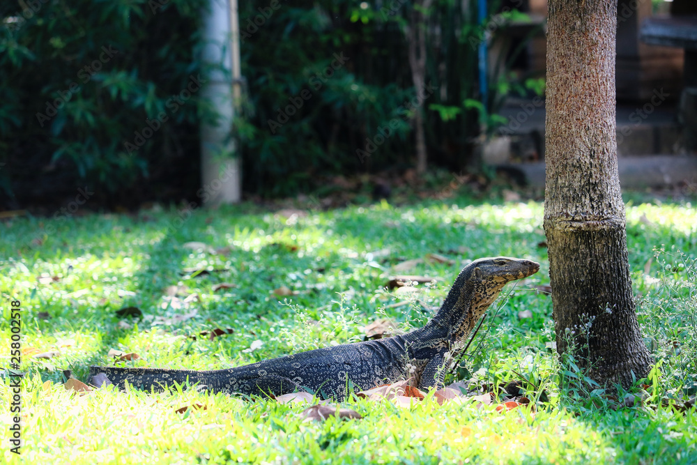 Obraz premium Dieses einzigartige bild zeigt die hochgefährlichen grossen komodowarane in dem bekannten lumpini stadtpark in Bangkok
