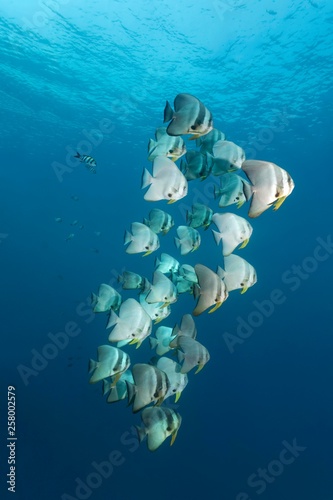 Longfin batfish (Platax teira), swimming in open sea, Lhaviyani Atoll, Maldives, Asia photo