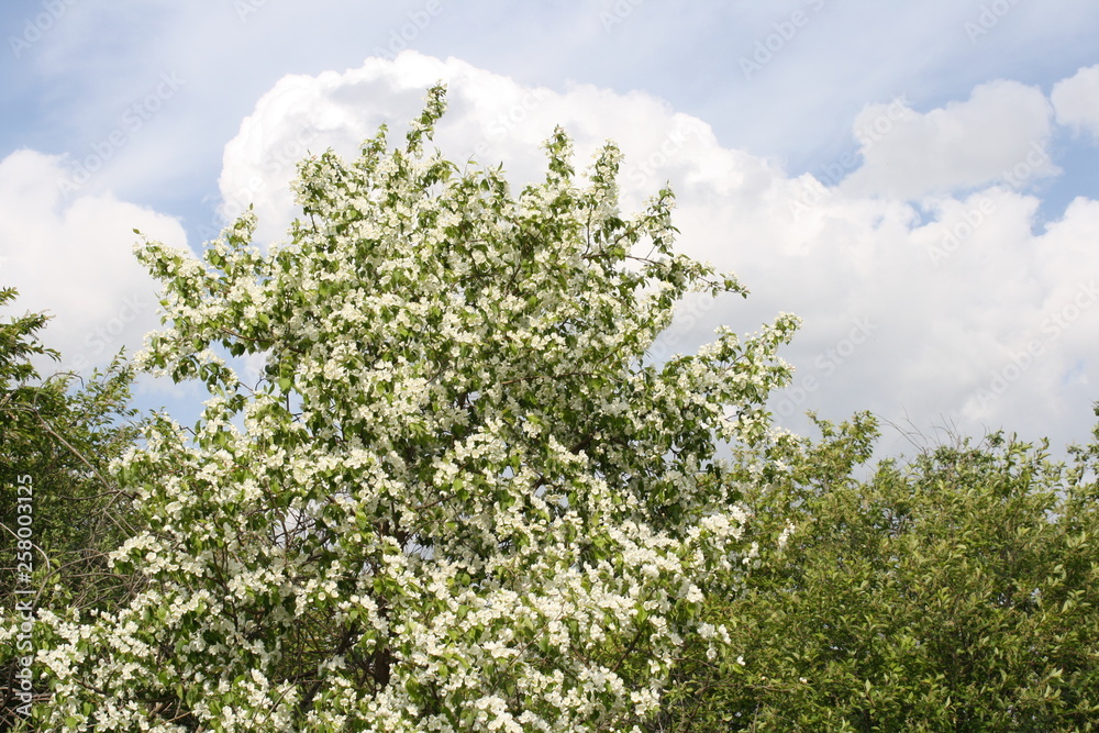 blossoming apple tree in spring blossoming apple tree in spring