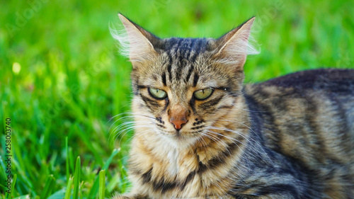 Wallpaper Mural dignified cat in park Torontodigital.ca