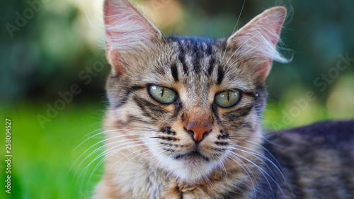 Wallpaper Mural dignified green eyes cat close up Torontodigital.ca