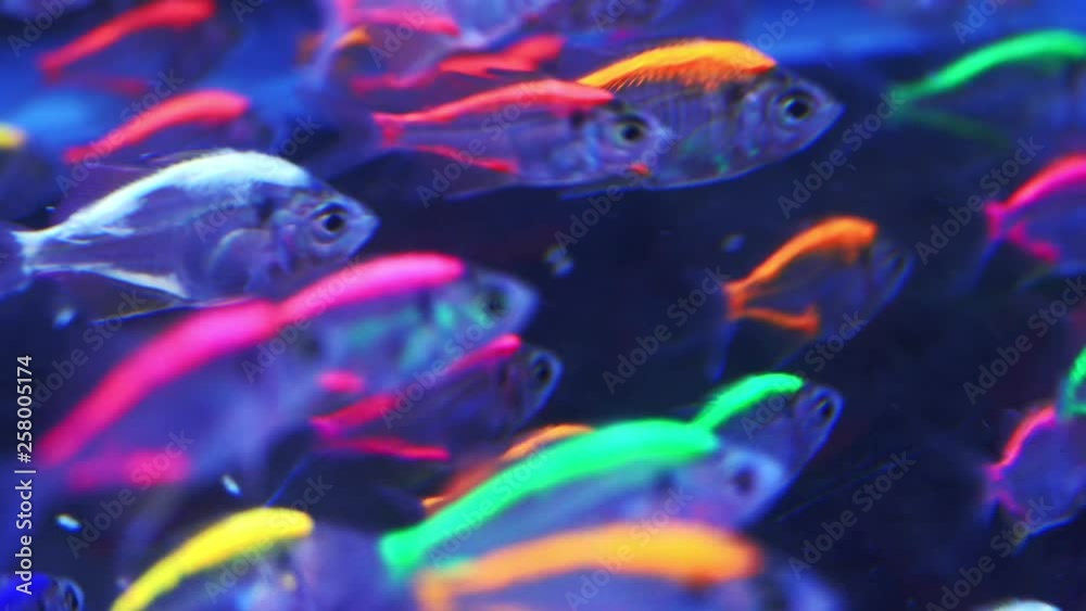 blurred Neon Tetra (Paracheirodon innesi) In Aquarium