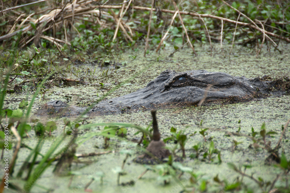 Obraz premium An alligator in Lake Martin, Louisiana, USA.