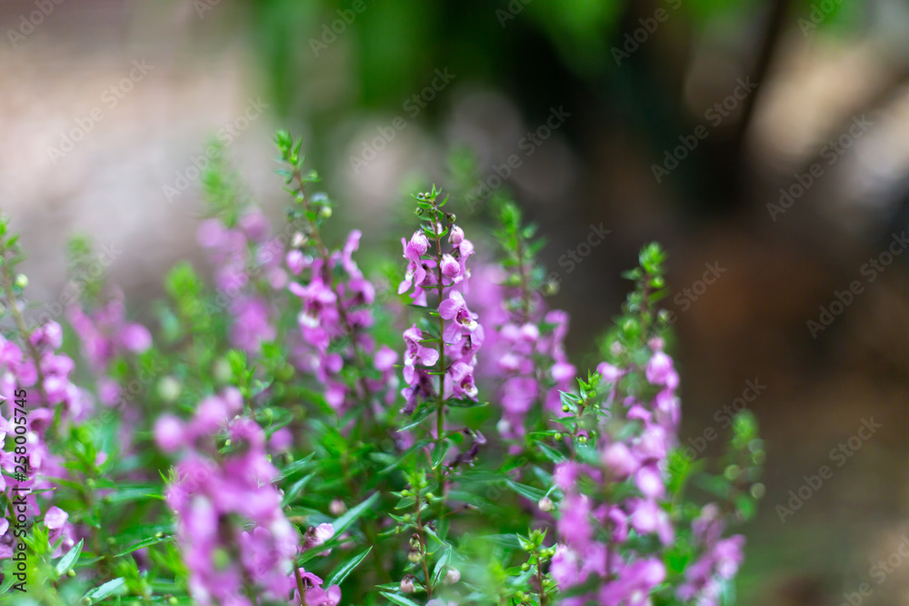 Obraz premium Victoria Blue Salvia plant in garden , Purple flowers bloom , beautiful flora