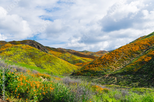 Walker Canyon in Lake Elsinore California during the superbloom of poppies wildflowers