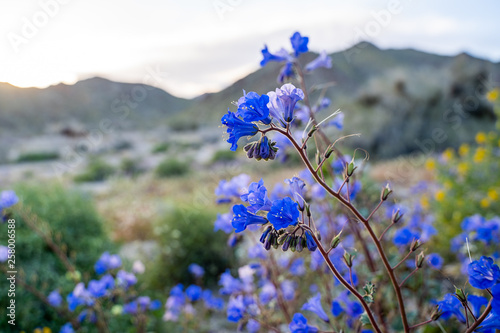 Canterbury Bells wildflowers in Joshua Tree National Park during Californias superbloom Bell wildflowers in Joshua Tree National Park during Californias superbloom photo