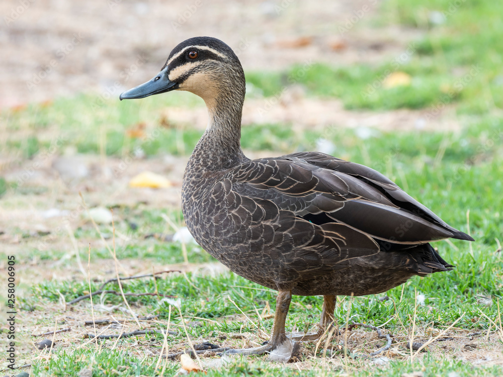 Pacific Black Duck (Anas superciliosa) race Pacific Black Duck (Anas superciliosa) race