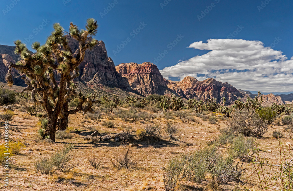 Beautiful desert landscape made of cacti and dry sand in the Red Rock Canyoon.