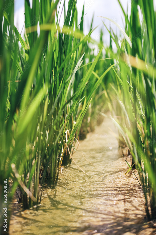 Obraz premium rice sprouts on a field covered with water