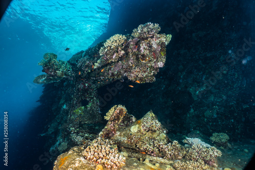 Coral reefs and water plants in the Red Sea  Eilat Israel