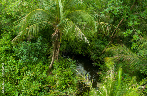 The coconut trees in the garden