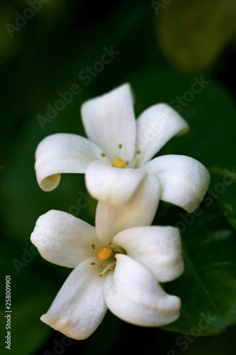 Murraya Paniculata Flower