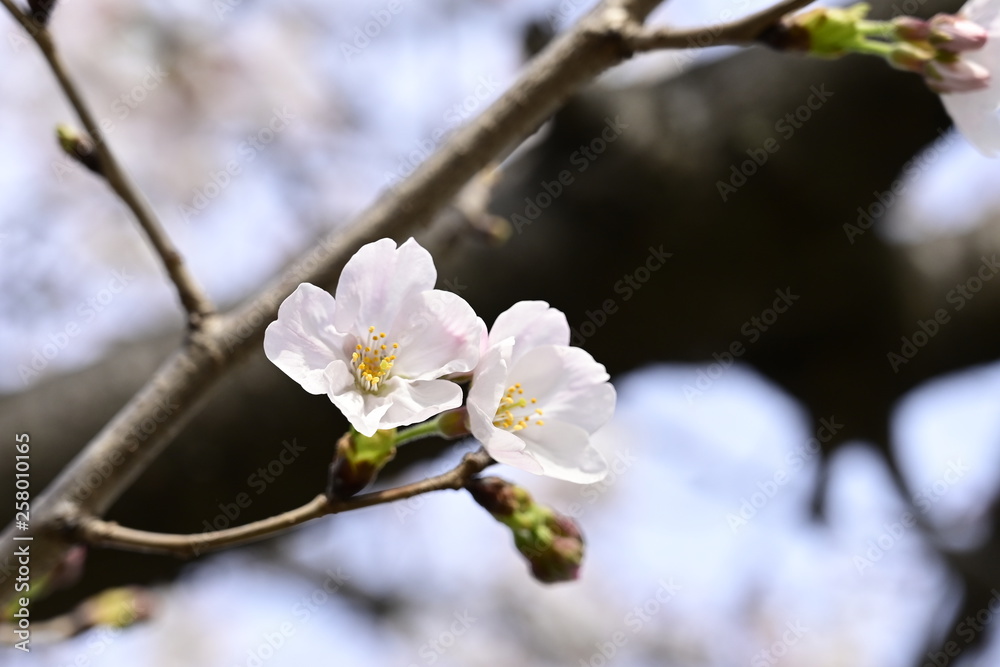 桜