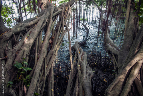 Mangrove forest in the mouth of the river photo