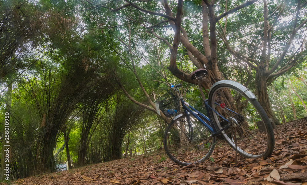 Fototapeta premium The bike parked in the forest park