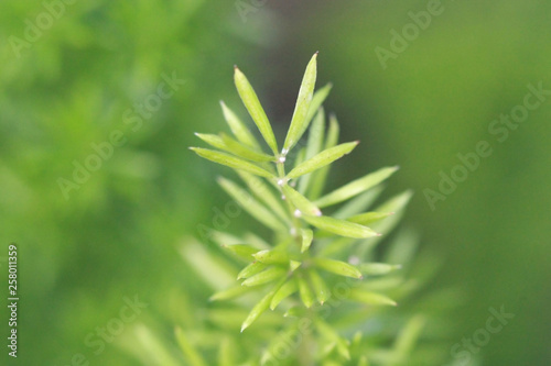 Leaves texture background , soft blur