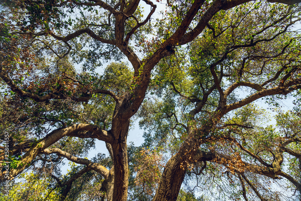 Looking up the trunk of an Oak Tree