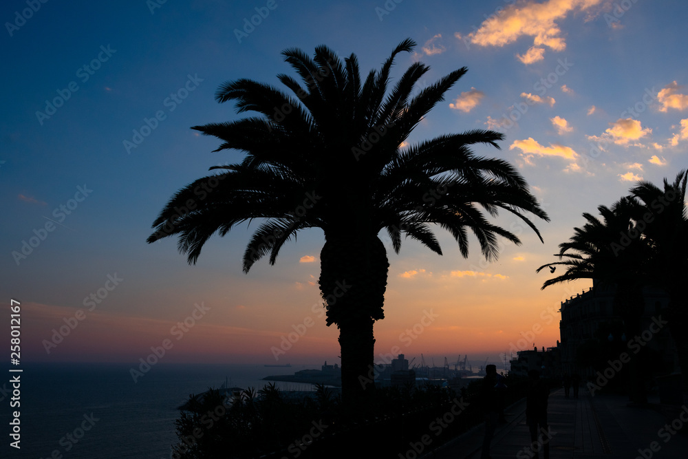 View of a palm tree. Sunset in Tarragona. Spain
