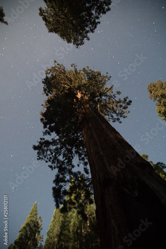 Fototapeta Naklejka Na Ścianę i Meble -  Sequoia National Park