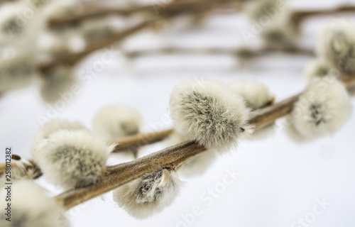 Macro shot of Willow branch with catkin isolated on white