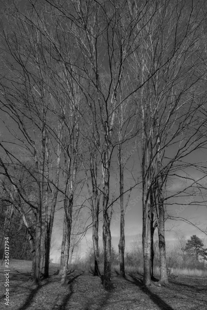 circle of trees circle of trees
