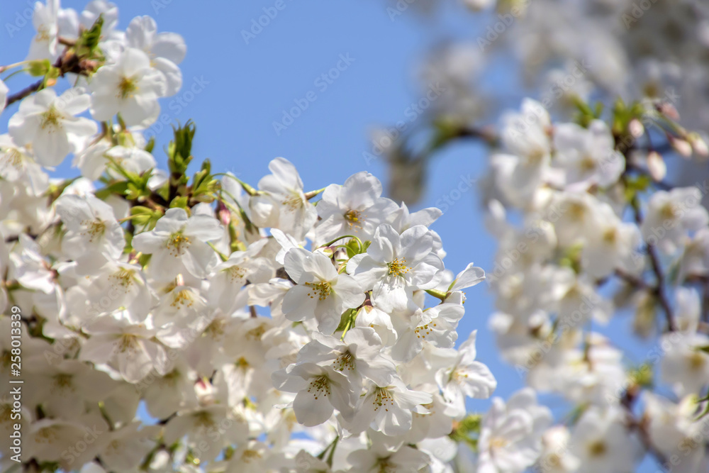 Cherry blossoms in Japanese park