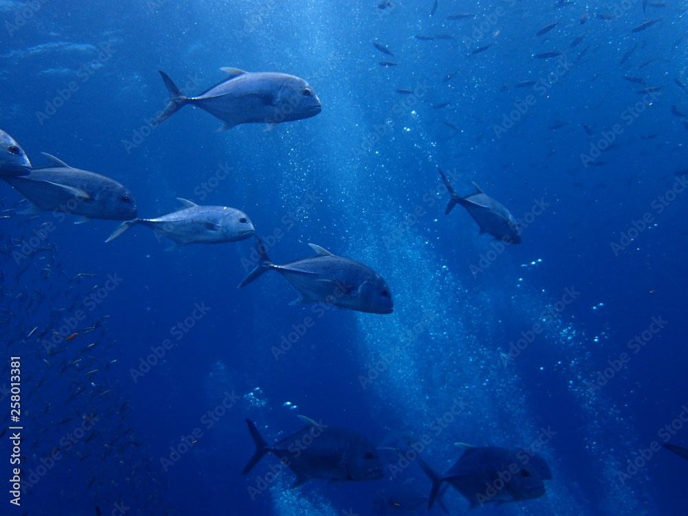 Fototapeta premium 大型アジが泳ぐ海
