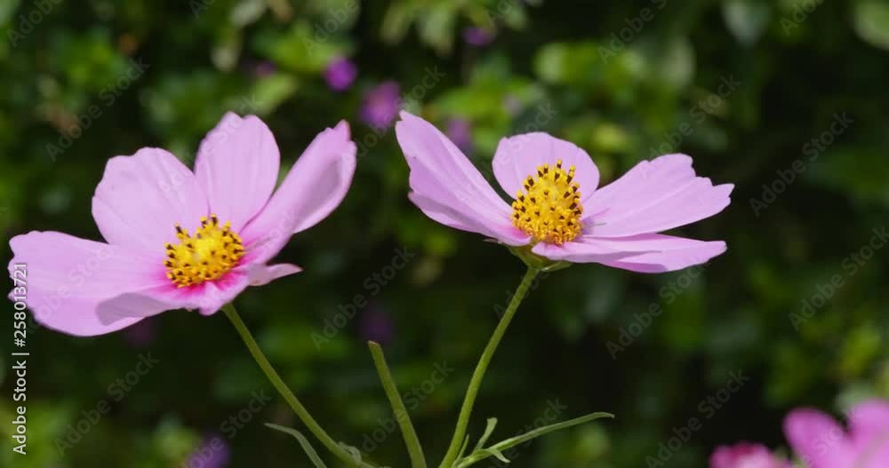 Close up of Cosmos flowers in the garden Close up of Cosmos flowers in the garden