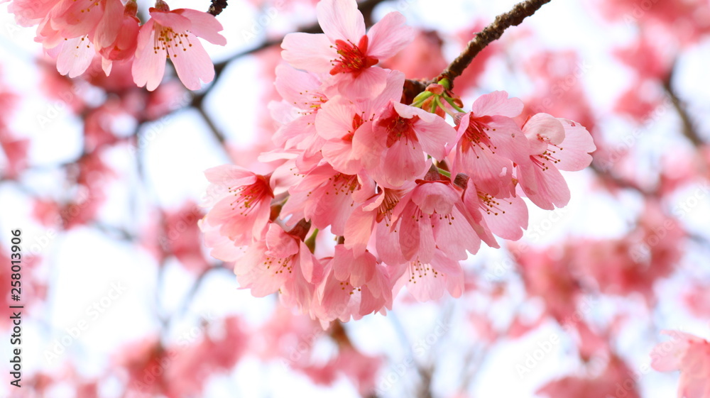 Fototapeta premium 春空 桜の花と花びら 戸田川緑地