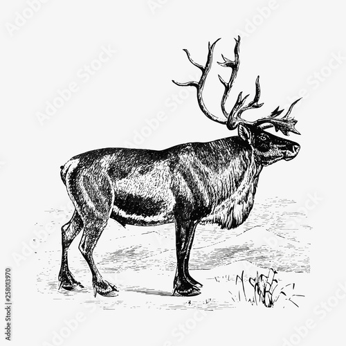 European reindeer shade drawing