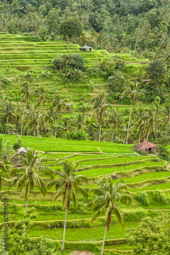 Tropical landscape palm trees green fileds rice terraces