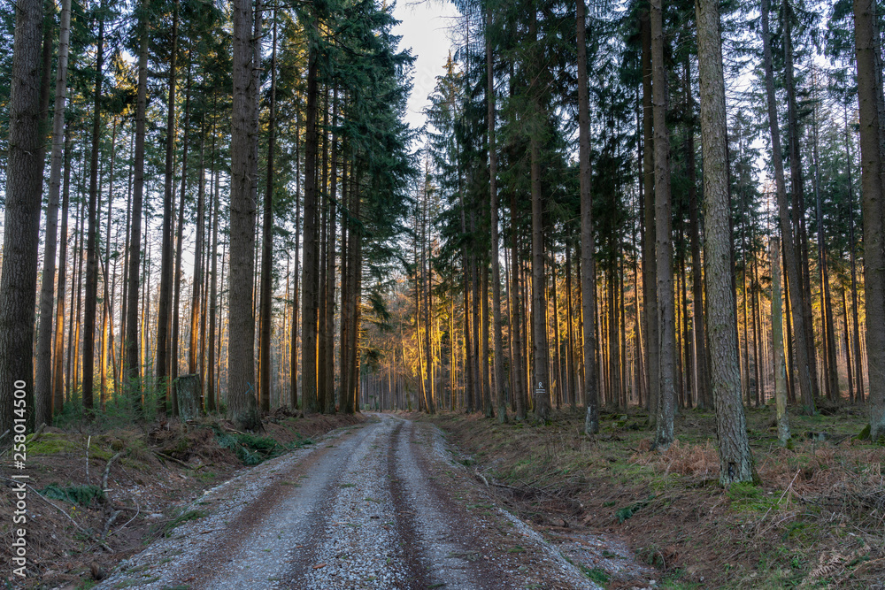 Forest with narrow trees just before sunset Forest with narrow trees just before sunset