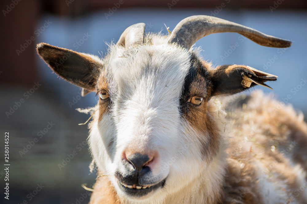 A Closeup Head Shot of A Farm Goat