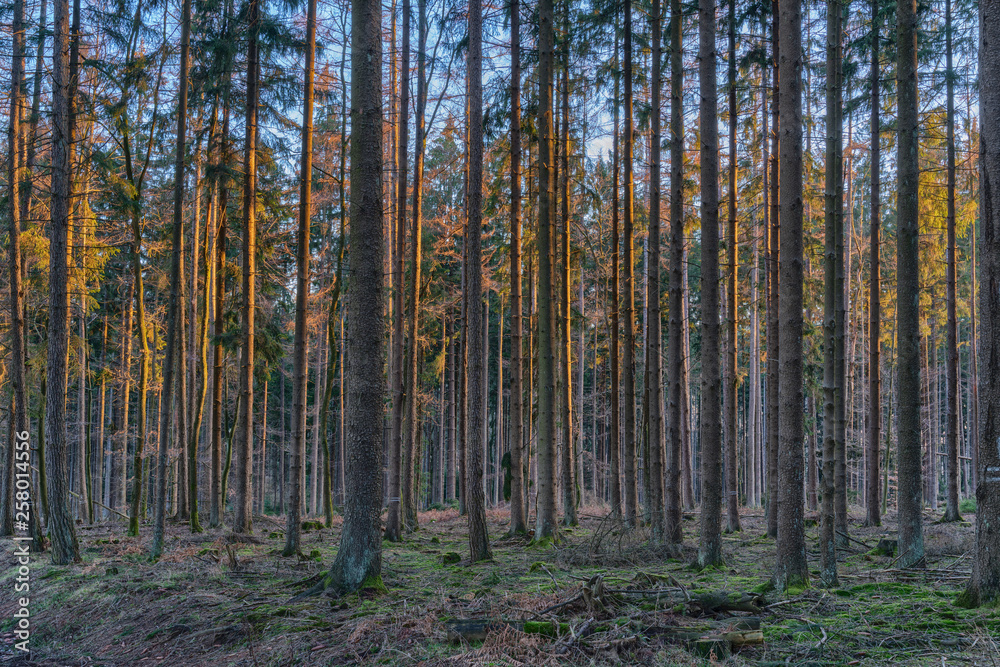 Forest with narrow trees just before sunset Forest with narrow trees just before sunset